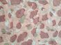 PAŁATKA CELTA FROGSKIN M42 CAMO RARE HALF TENT ARMII TURECKIEJ
